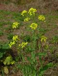 Rapeseed 